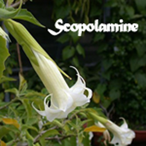 Scopolamine_Store.jpg
