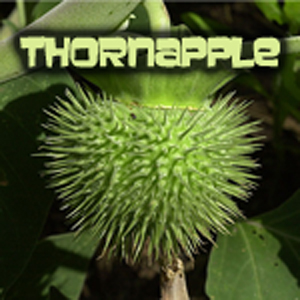 Thornapple_Store.jpg