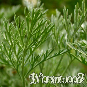 Wormwood